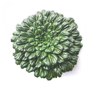 太古菜【时价】